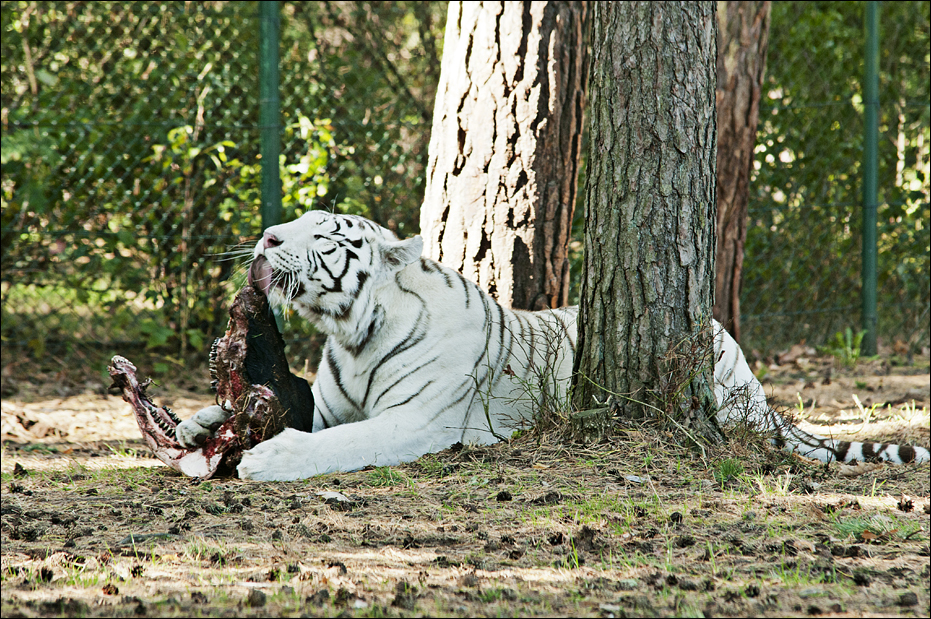 White tiger at Serengeti Park