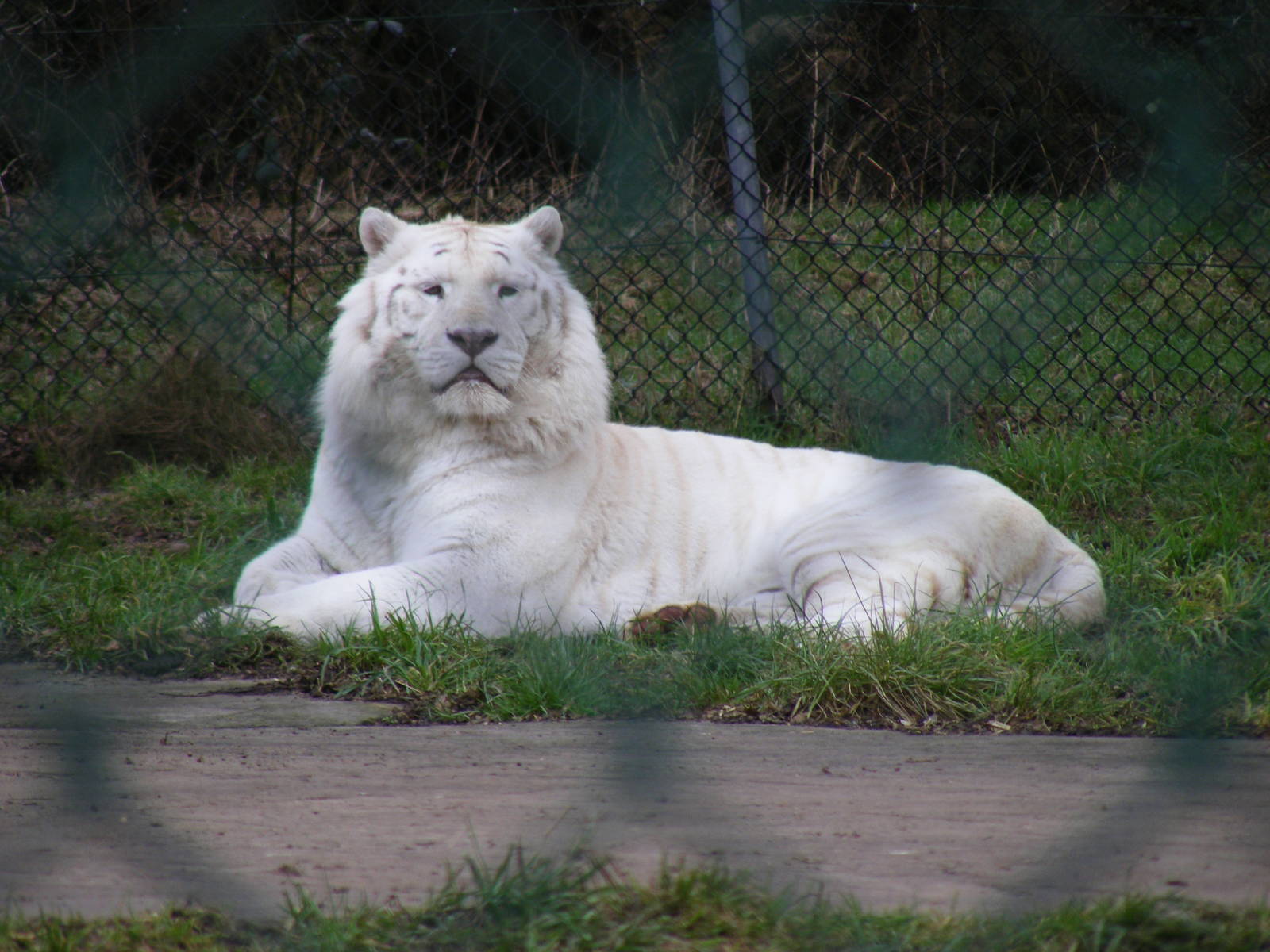 White tiger at West Midland Safari Park, 13 February 2010