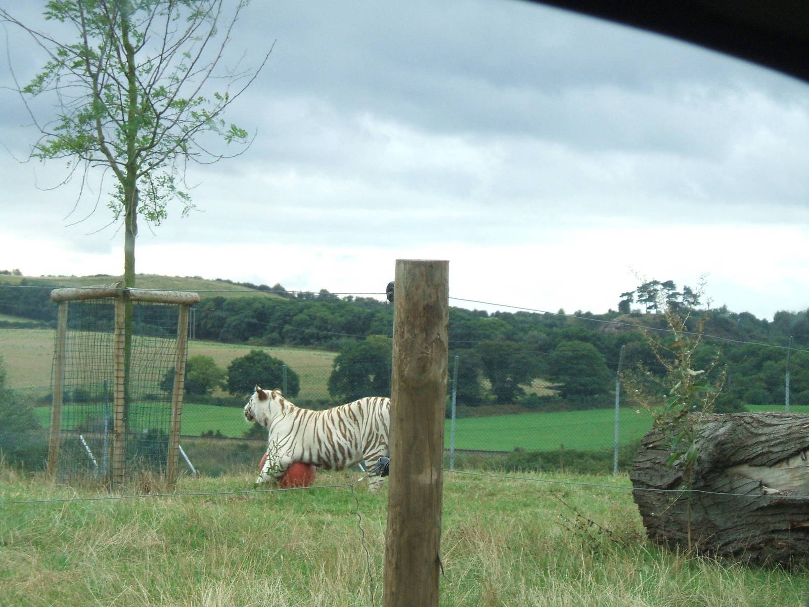 White Tiger at West Midlands Safari Park