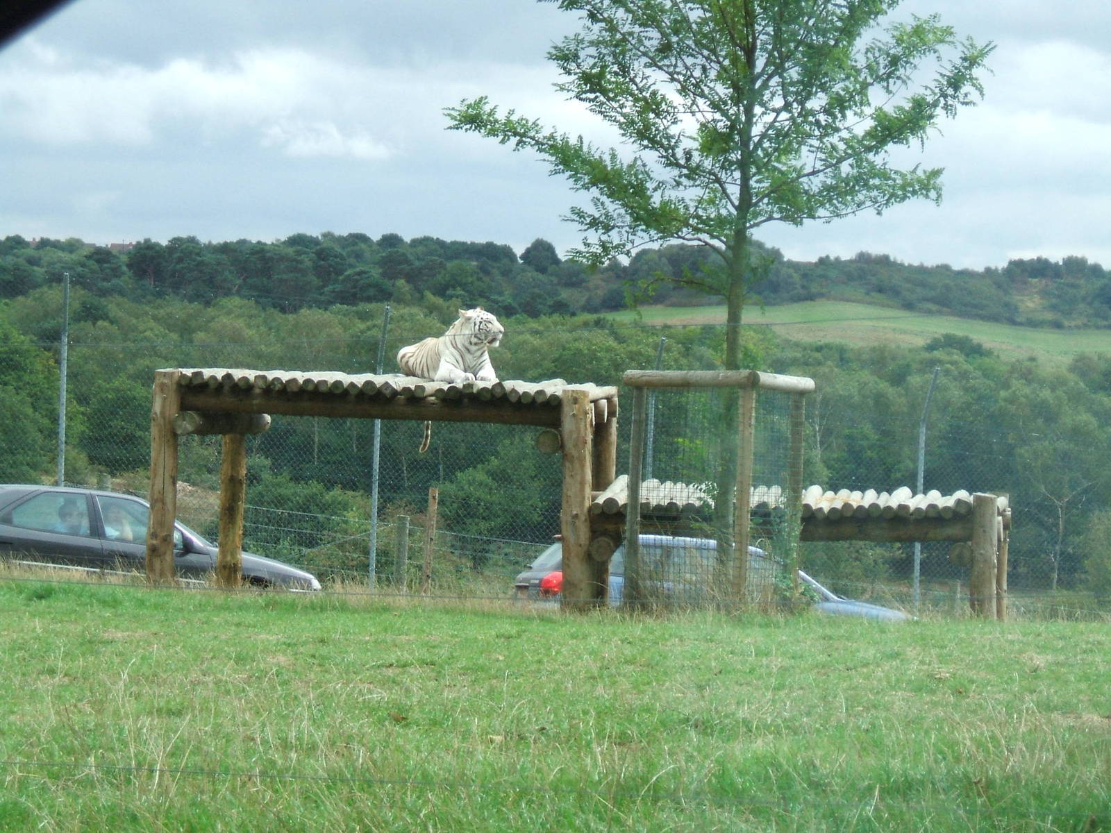 White Tiger at West Midlands Safari Park