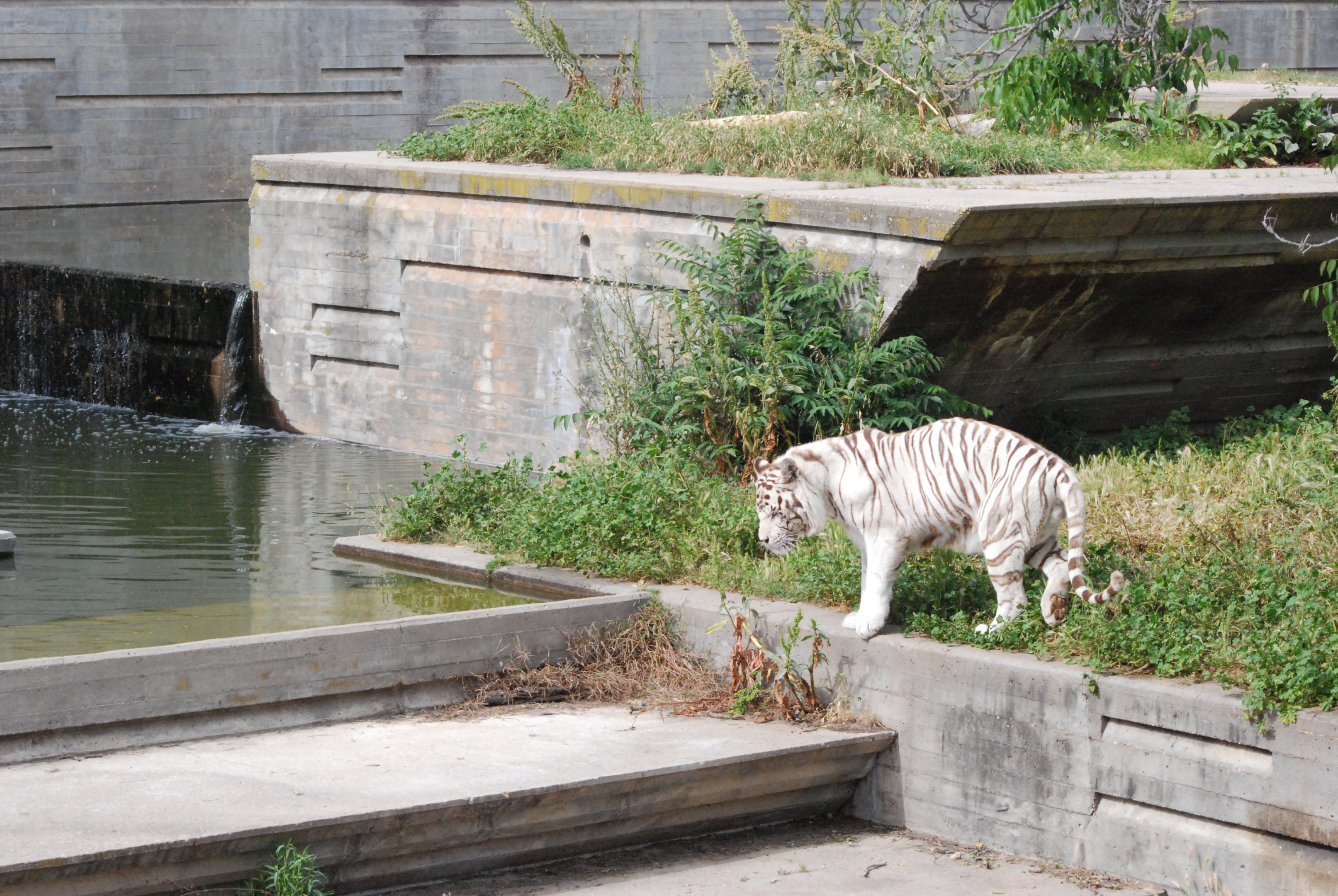 White Tiger at Zoo Aquarium de Madrid, 20th May 2022