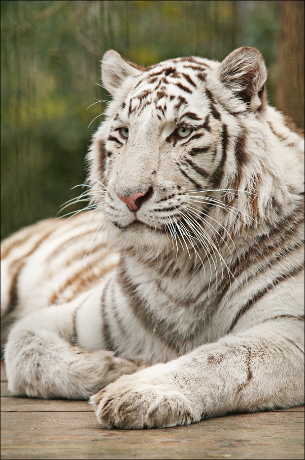 White tiger at Zoo in der Wingst