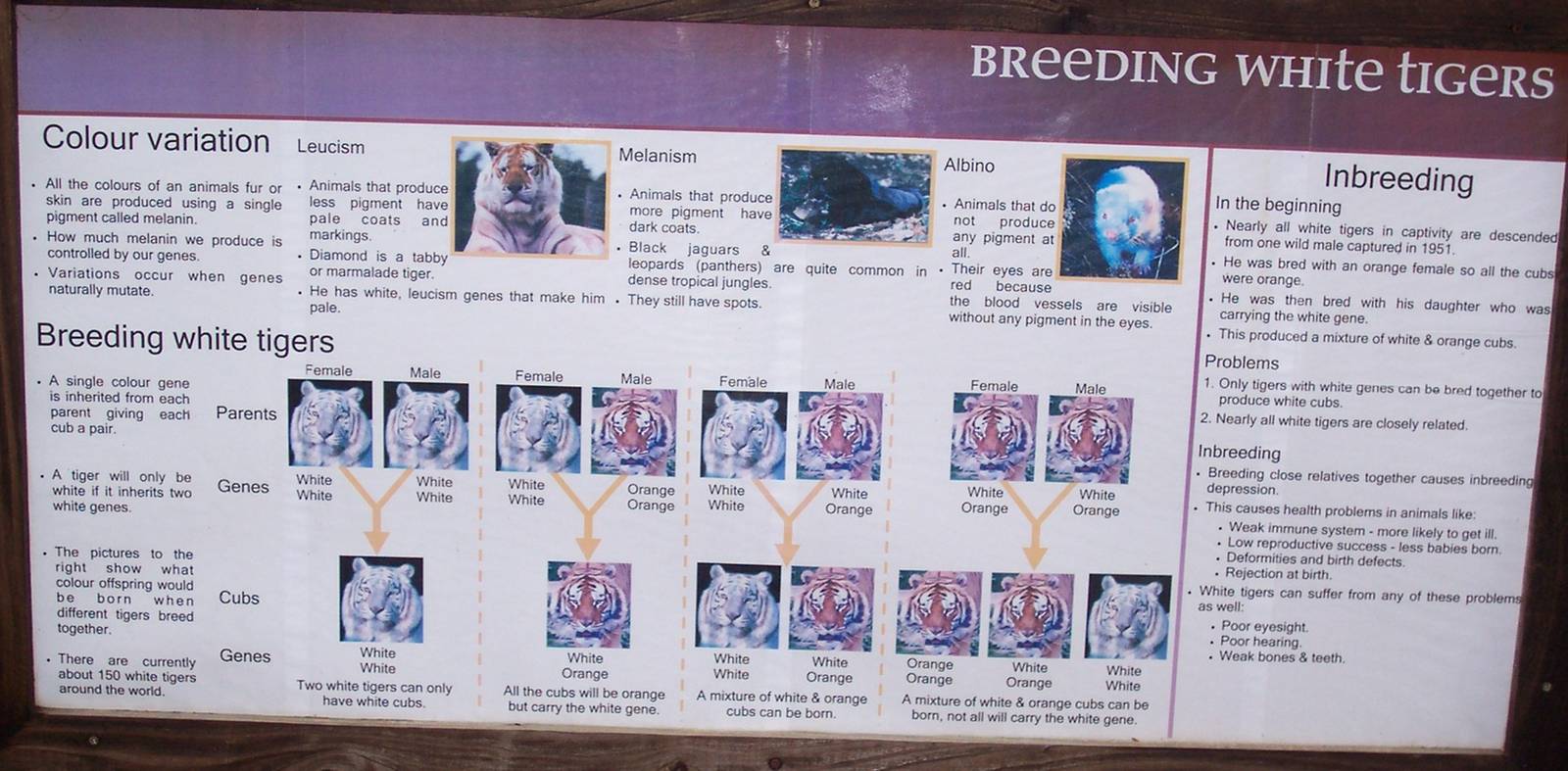 White Tiger breeding info board IOW Zoo