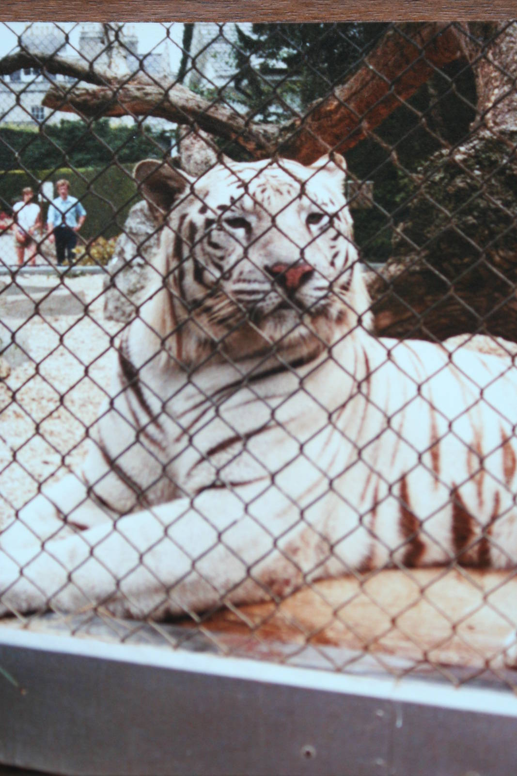 White Tiger @ Bristol; 13.07.83