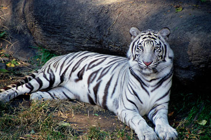 white tiger, Cincinnati