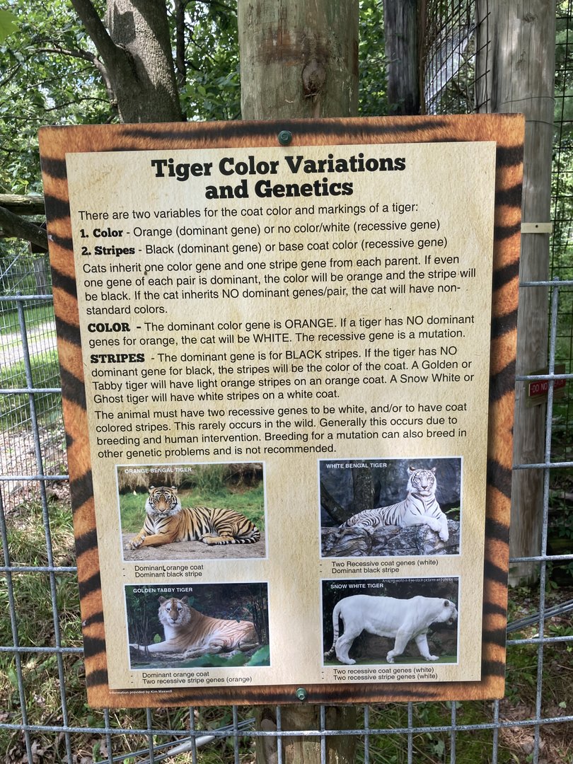 White Tiger color morph variation information signage