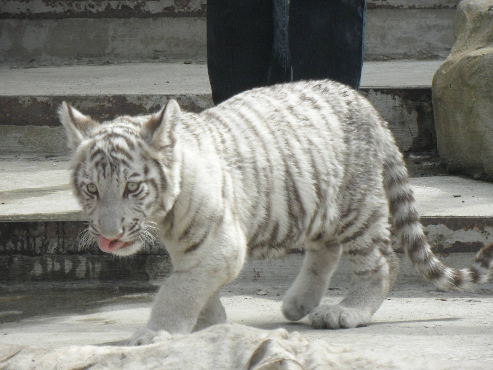 White tiger cub, 2011
