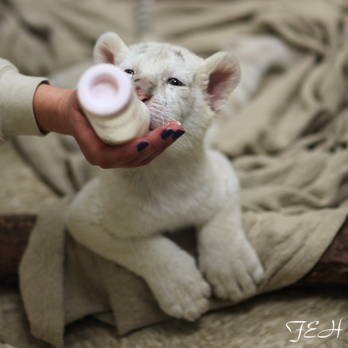 white tiger cub bottle feeding