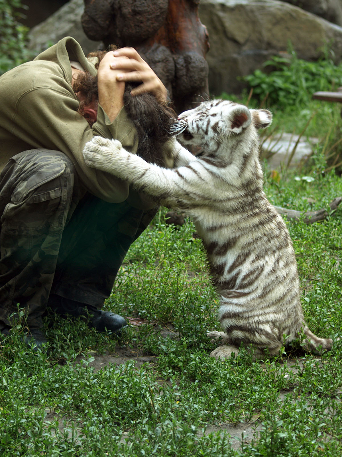 White tiger cub