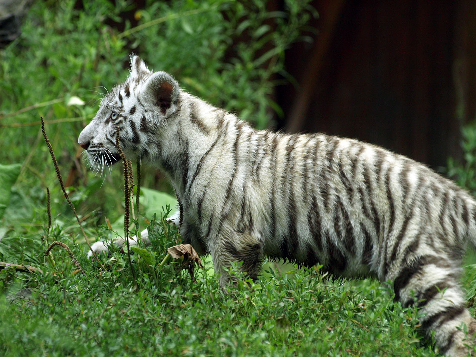 White tiger cub
