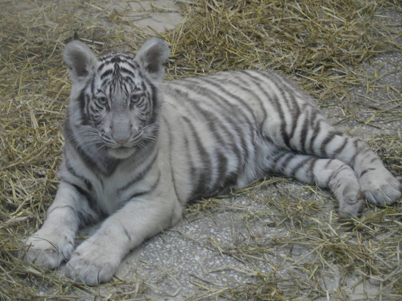 White tiger cub