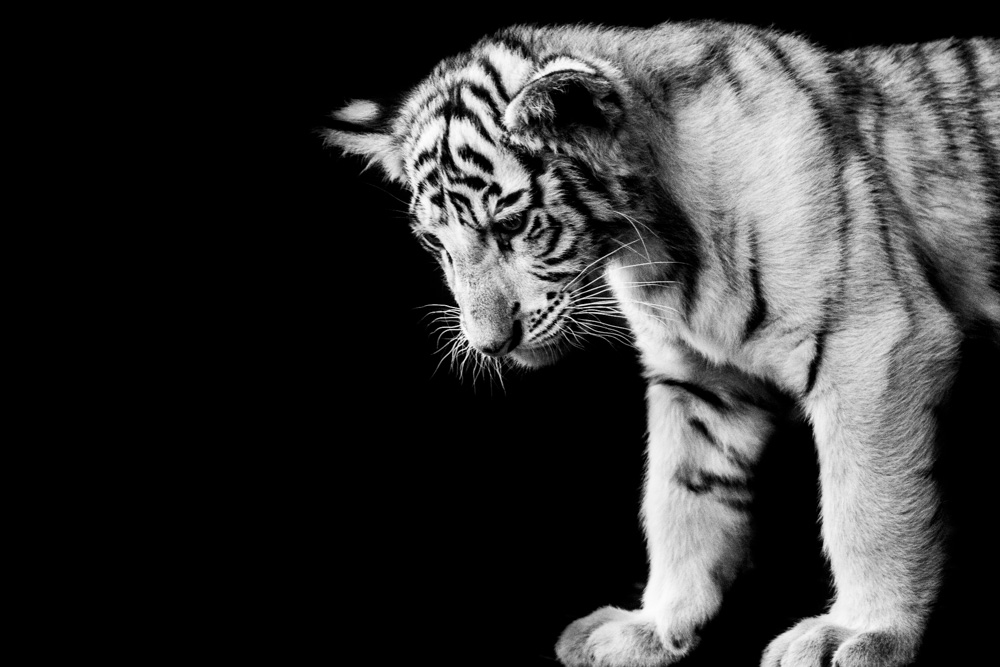 White Tiger cub