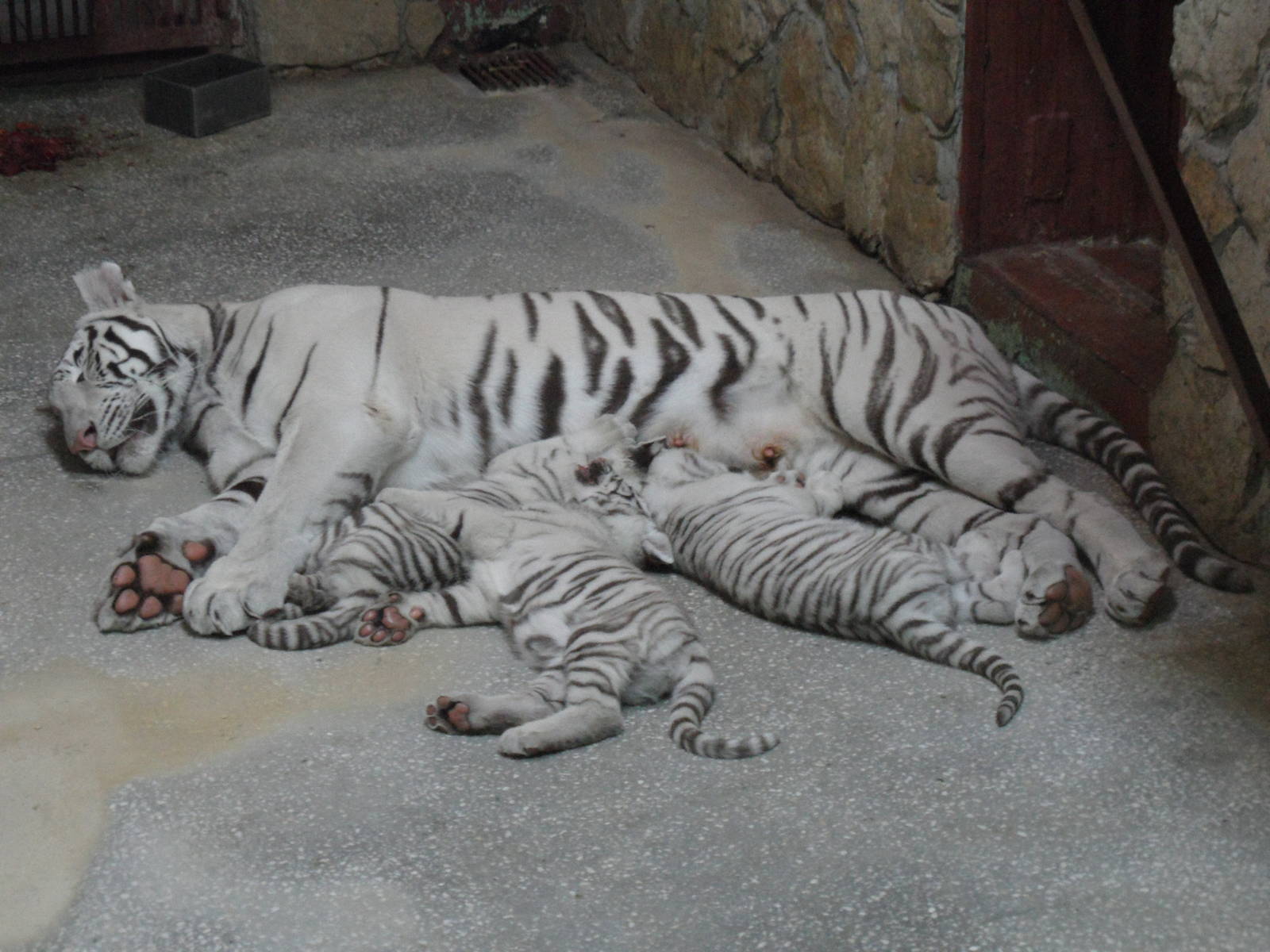 White tiger cubs 2011