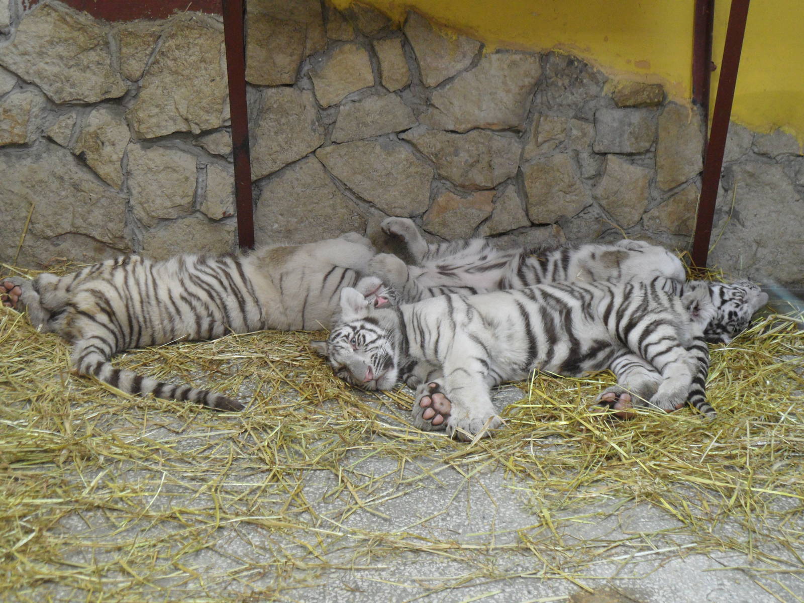 White tiger cubs 2012