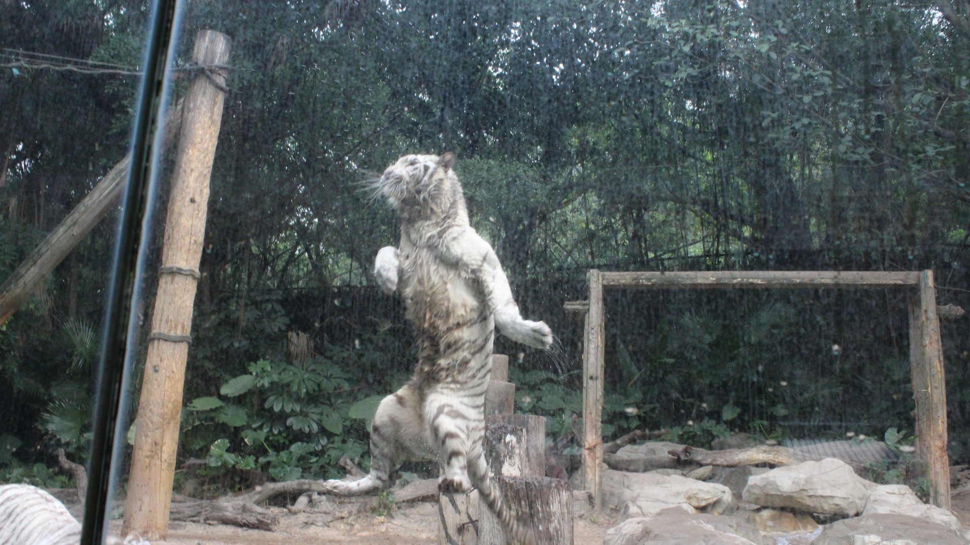White tiger diving