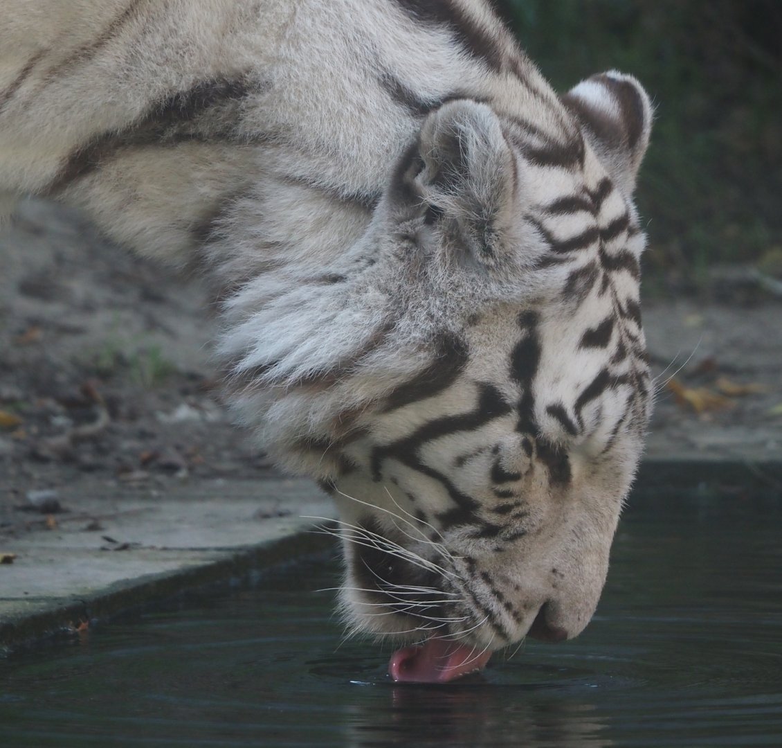 White tiger drinking (Panthera tigris), 2024-09-17