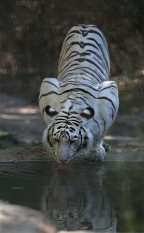 white tiger drinking