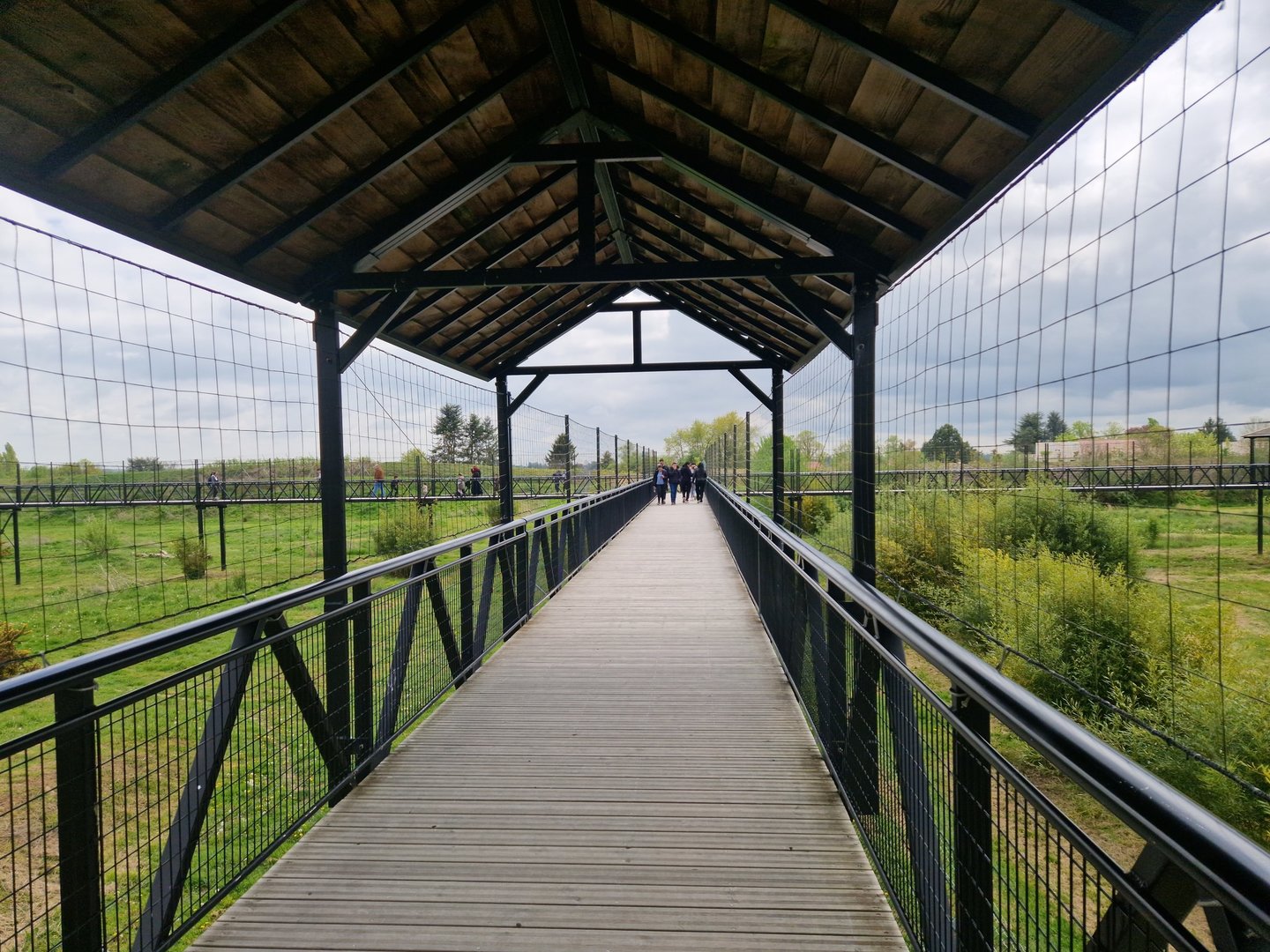 White Tiger/East African Lion Viewing platform