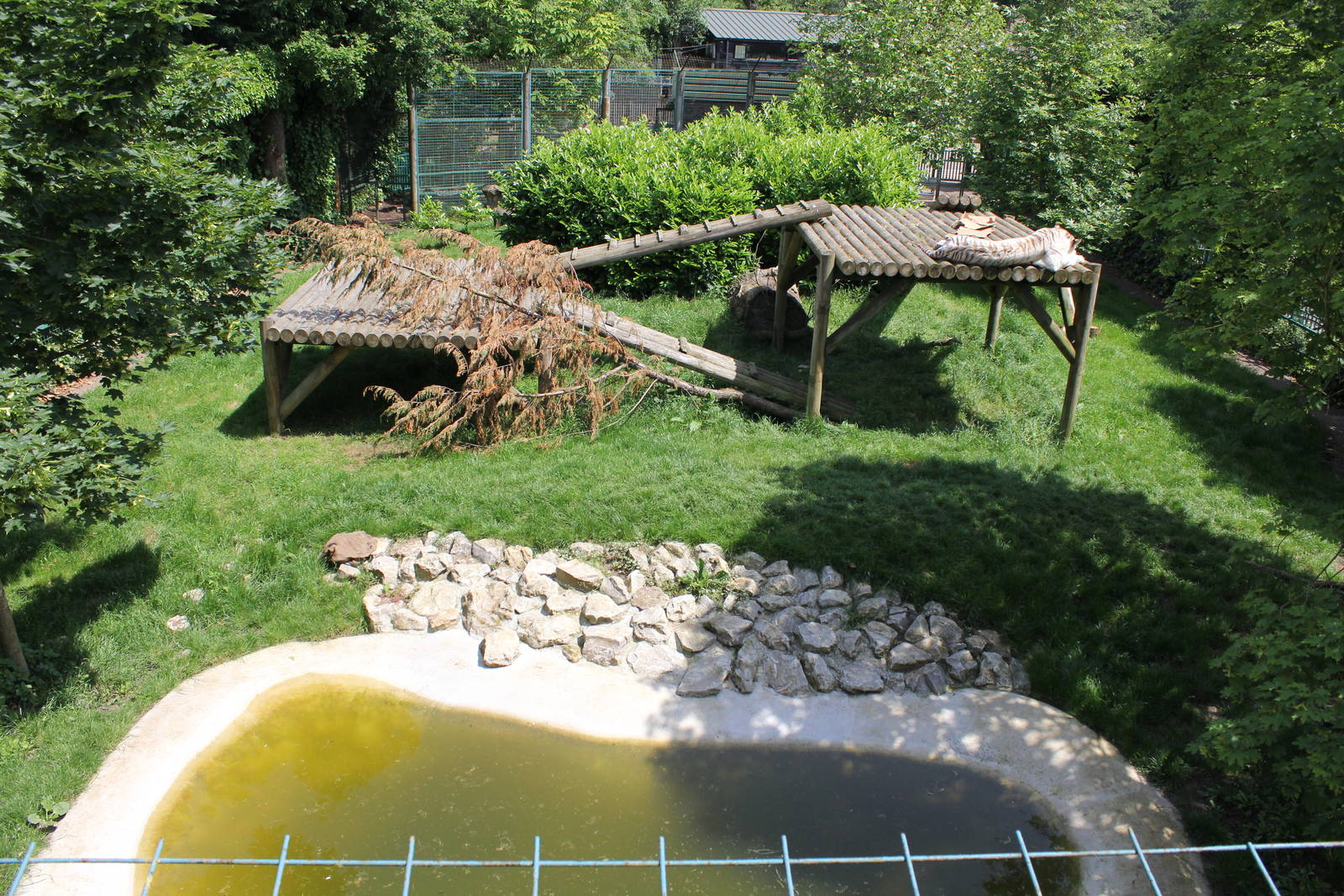 White Tiger enclosure 1-6-14