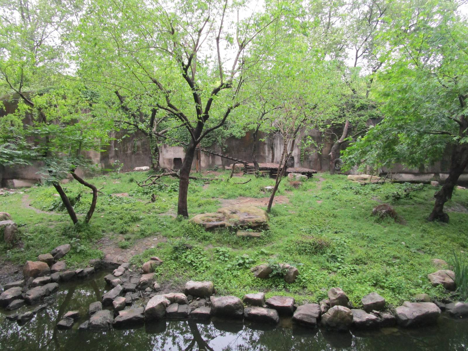White Tiger Enclosure - 16/04/2016