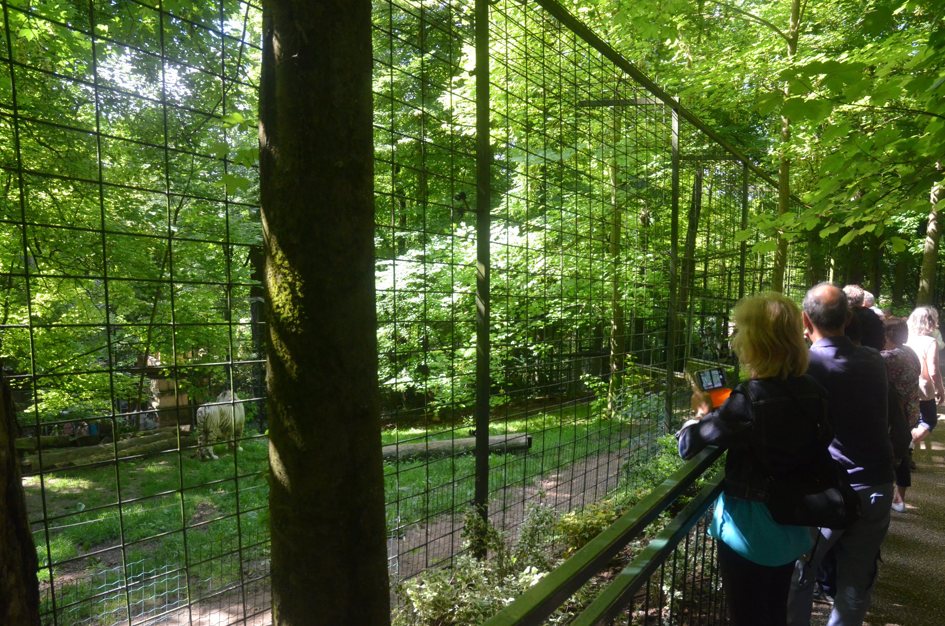 White Tiger Enclosure at Beauval, 12/06/18