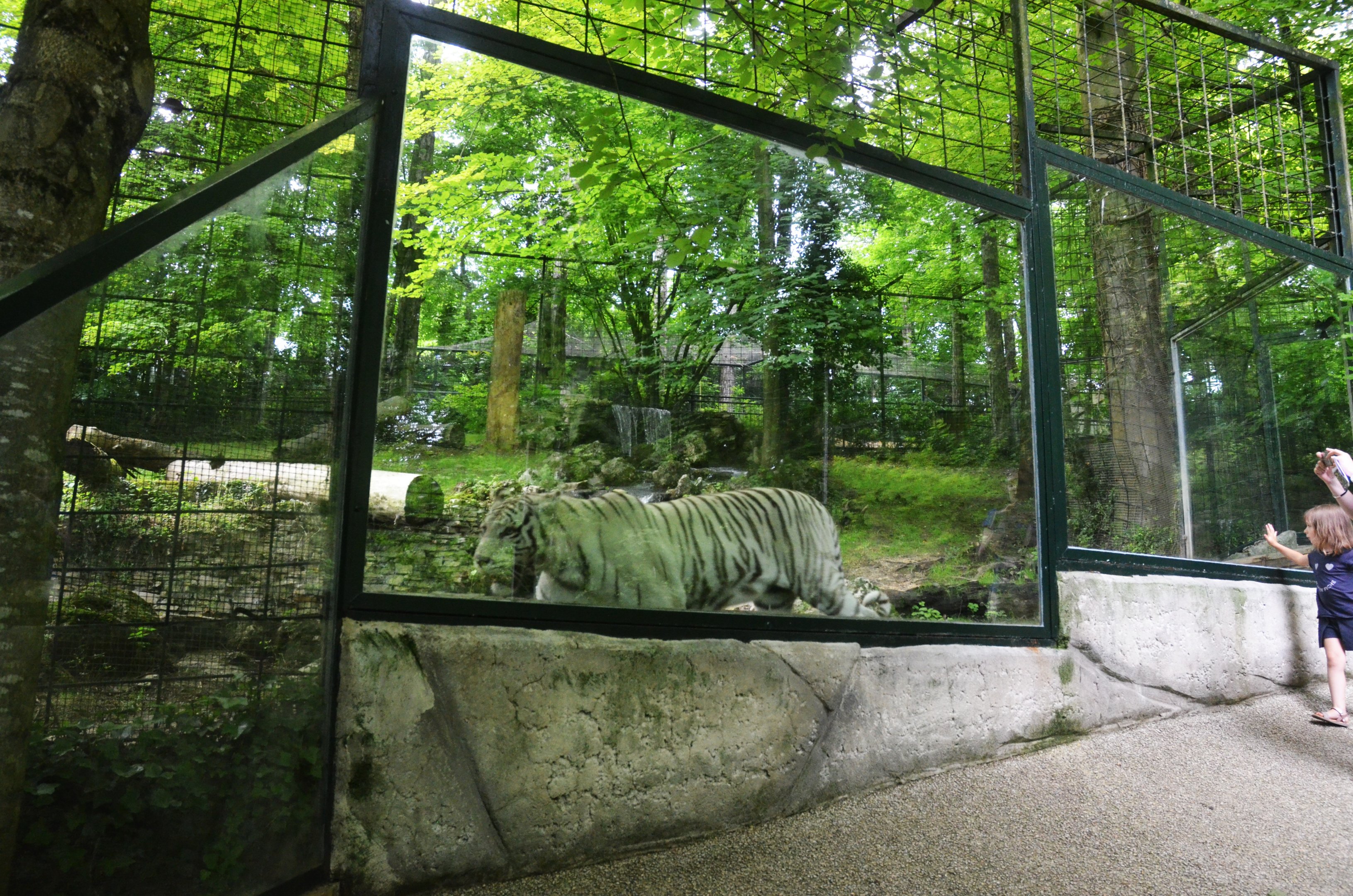 White Tiger Enclosure at Beauval, 12/06/18