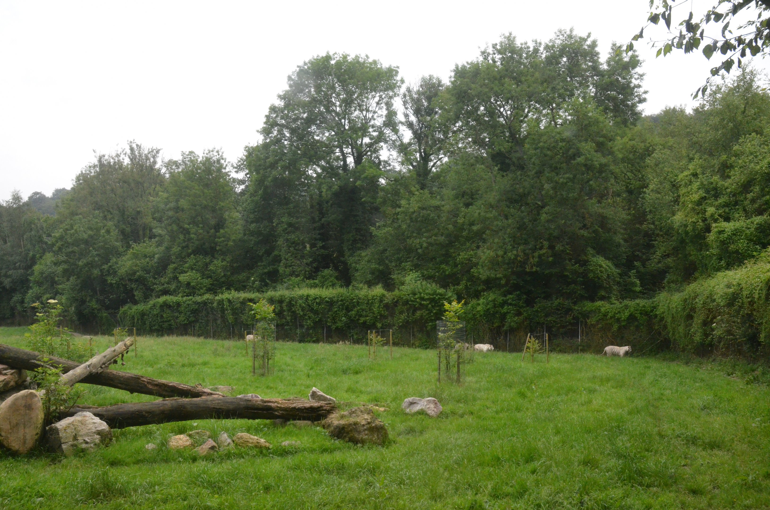 White Tiger Enclosure at CERZA, 10/06/18