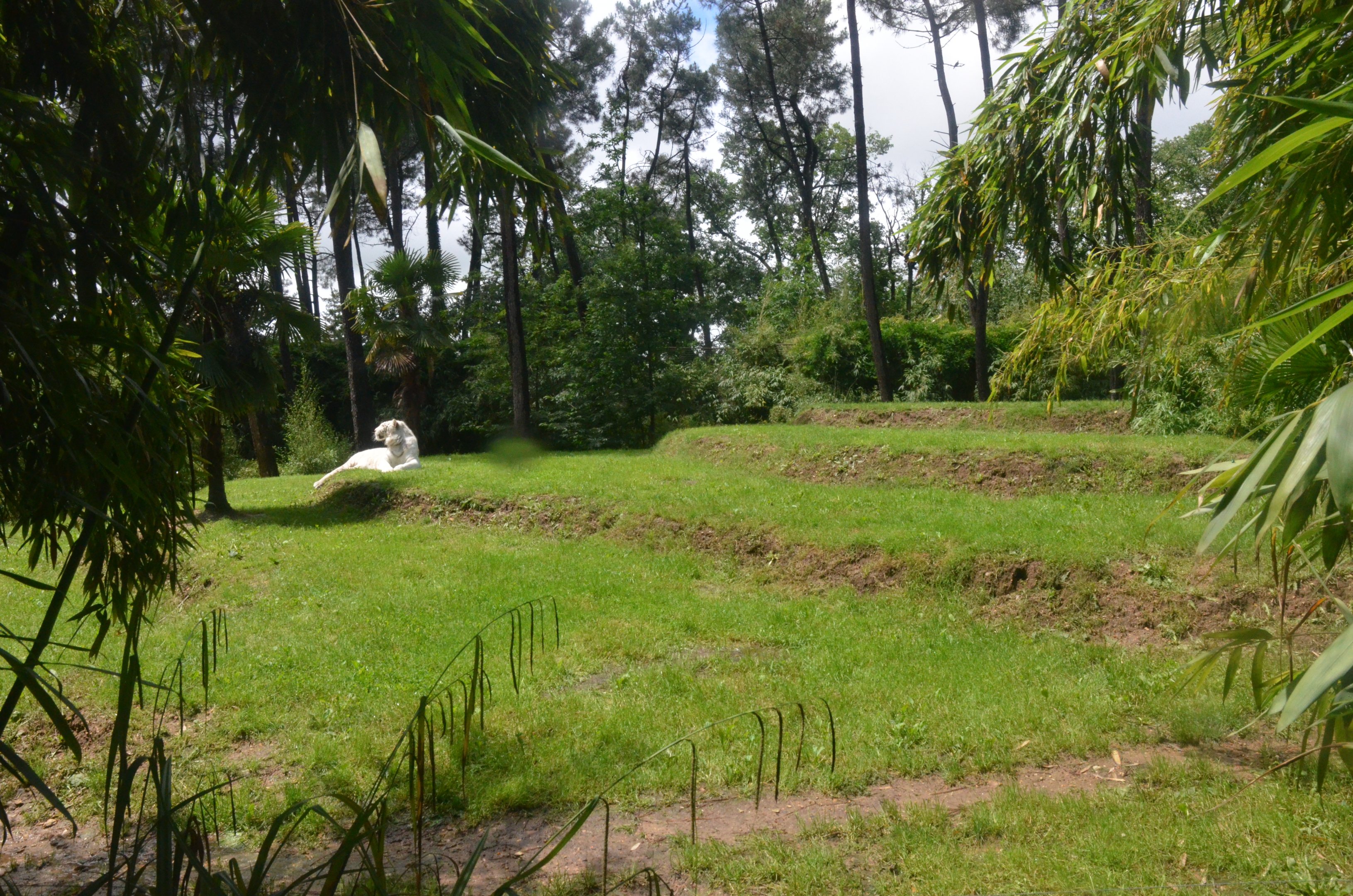 White Tiger Enclosure at La Flèche, 11/06/18