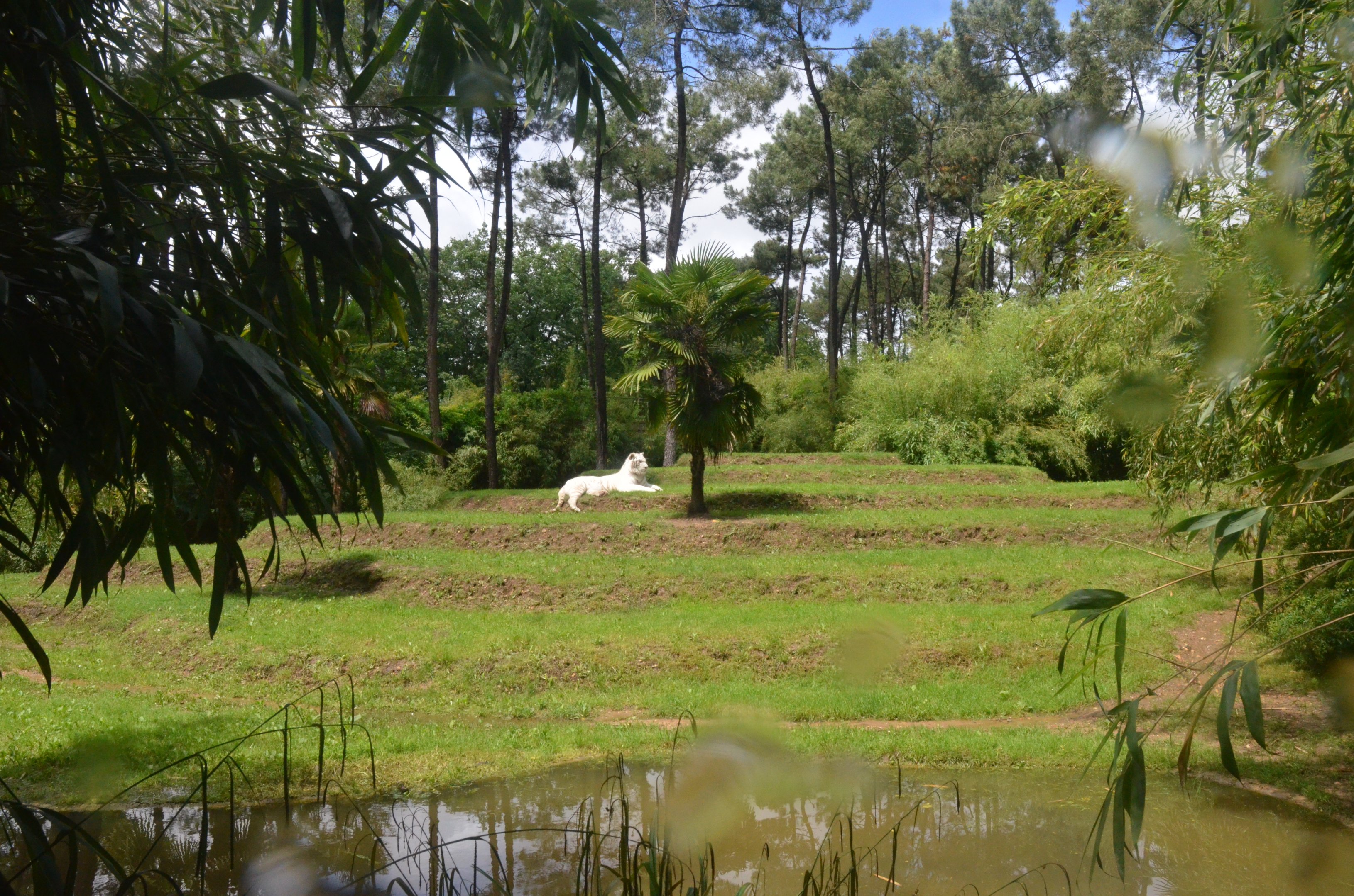 White Tiger Enclosure at La Flèche, 11/06/18