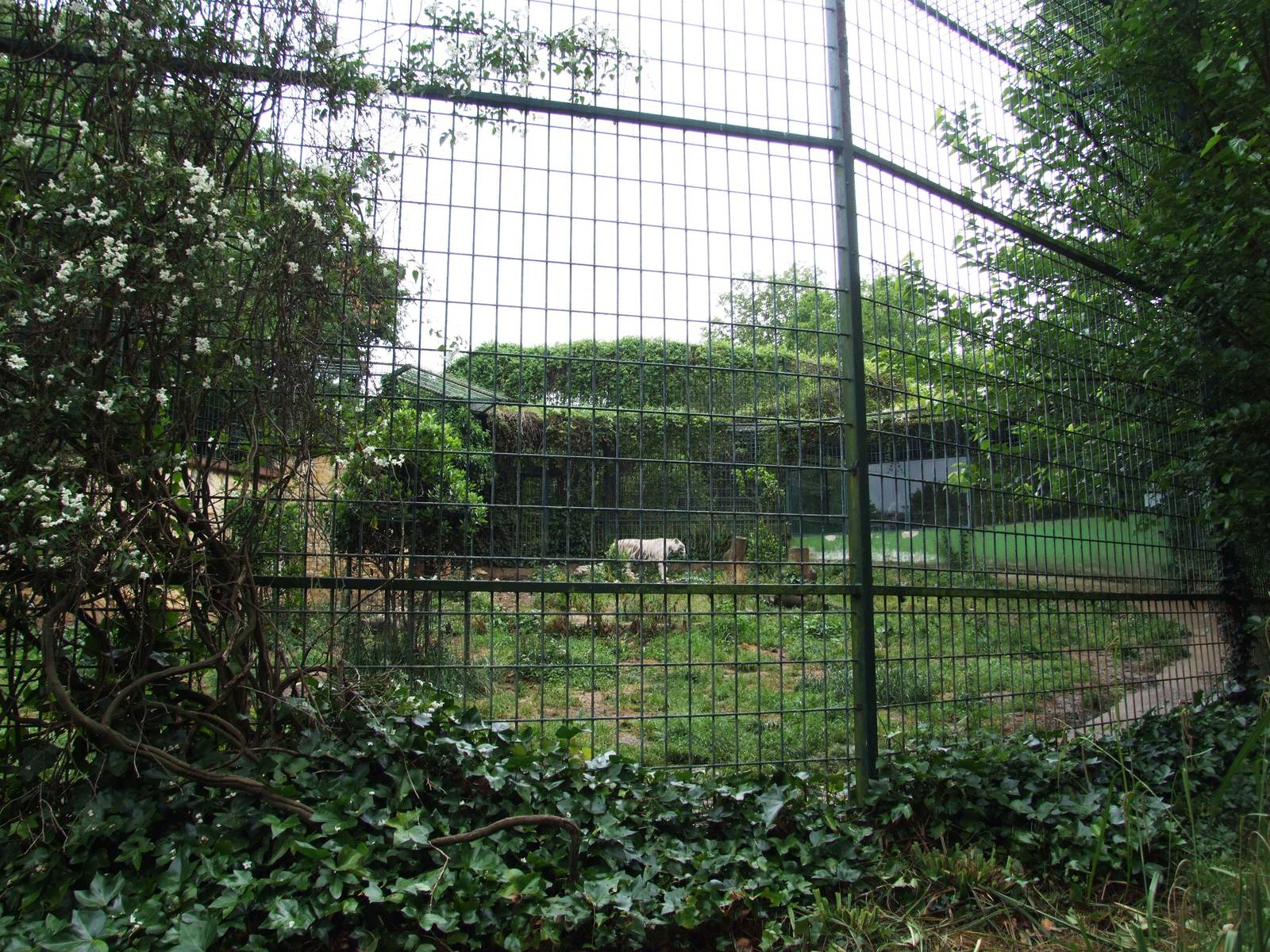 White Tiger Enclosure at Santillana del Mar, 13/06/15