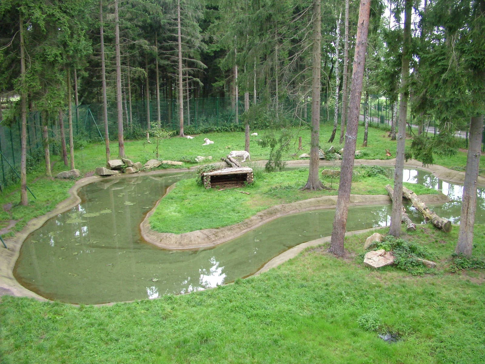 White tiger enclosure at Serengetipark Hodenhagen