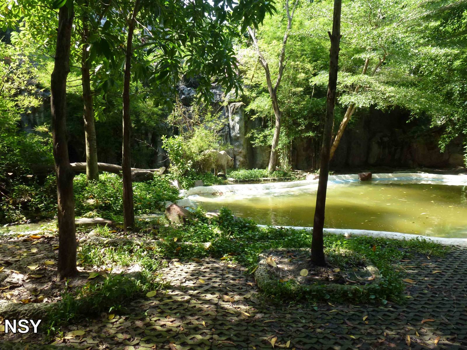 White tiger enclosure, June 2013.