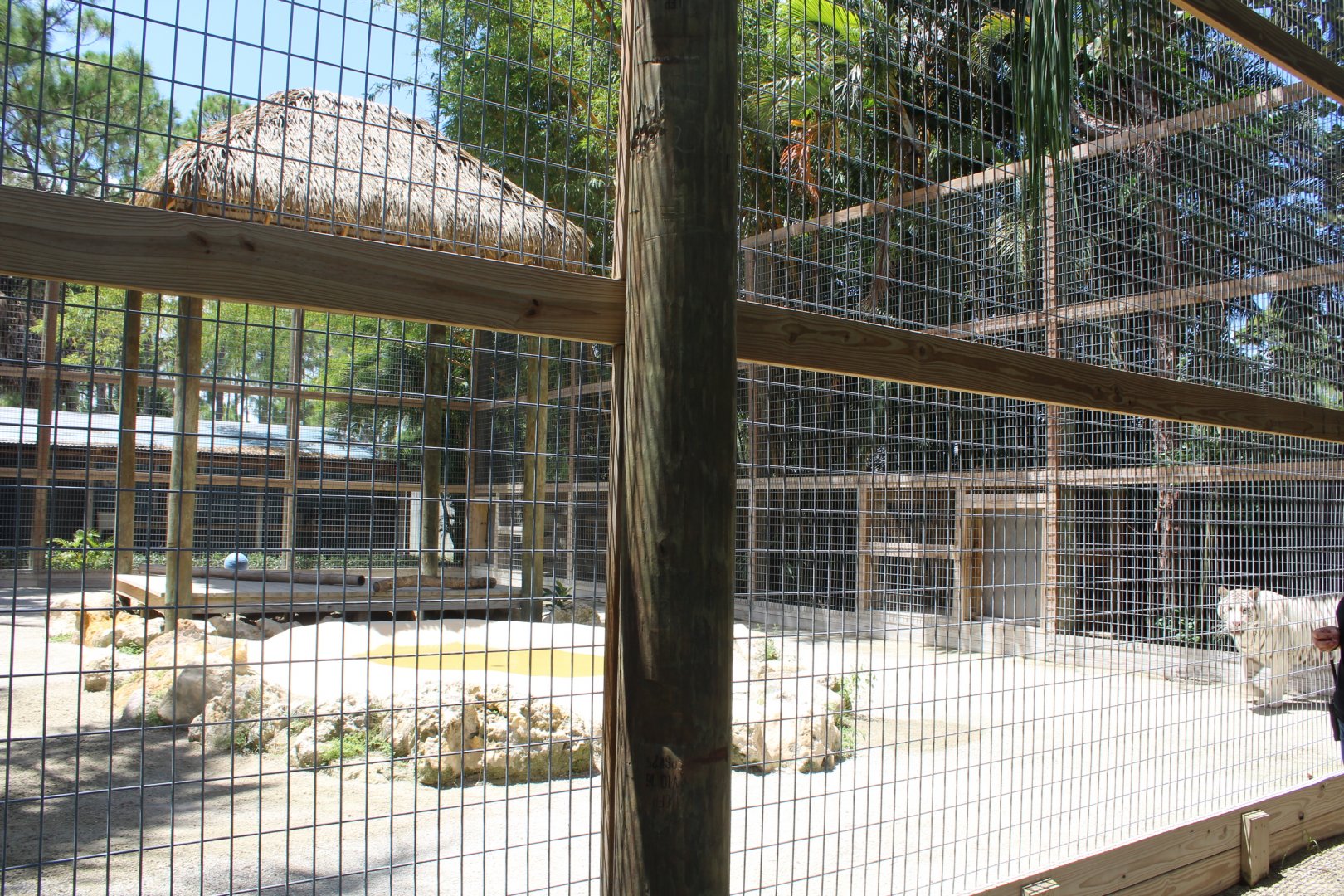 White Tiger Enclosure - Mccarthy Wildlife Sanctuary
