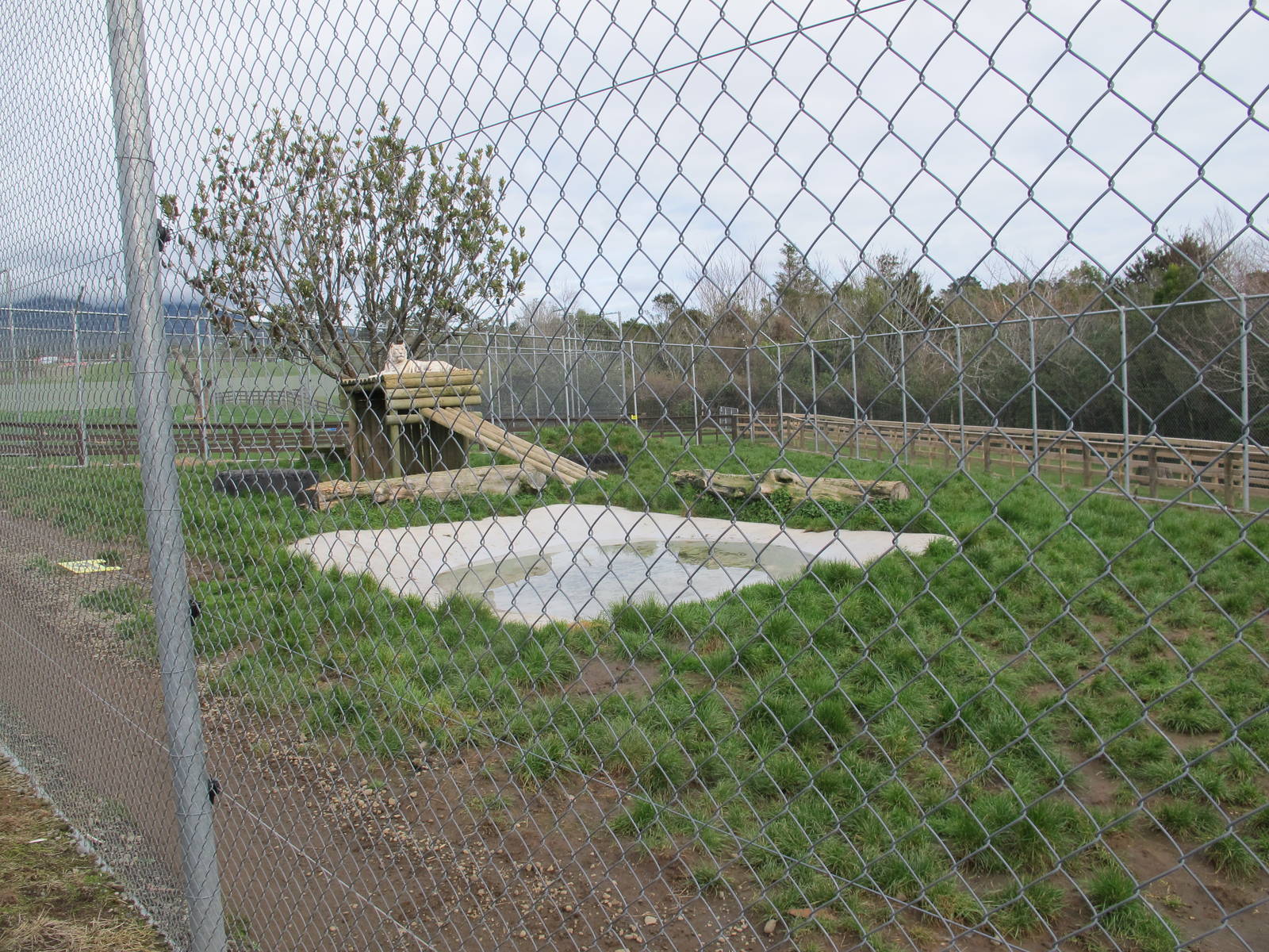 White Tiger Enclosure - Pouakai Zoo