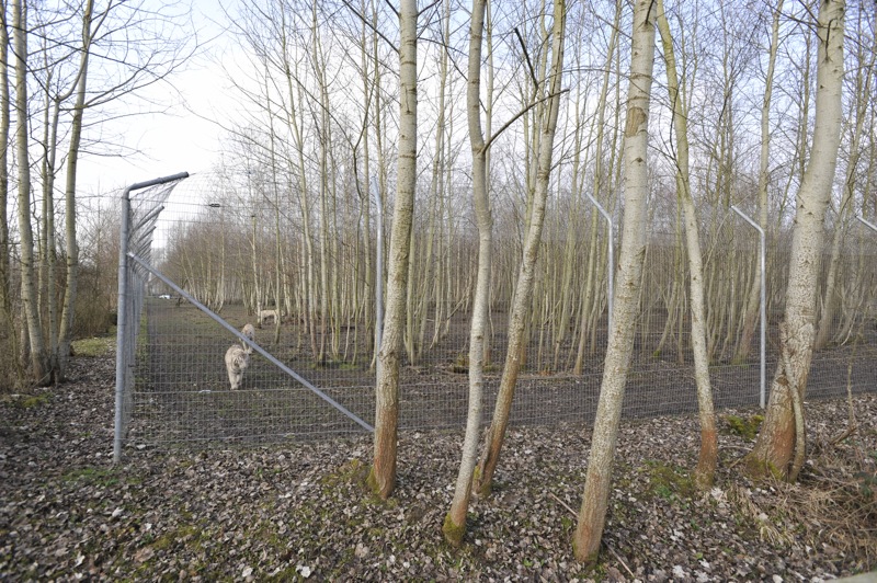 white tiger enclosure