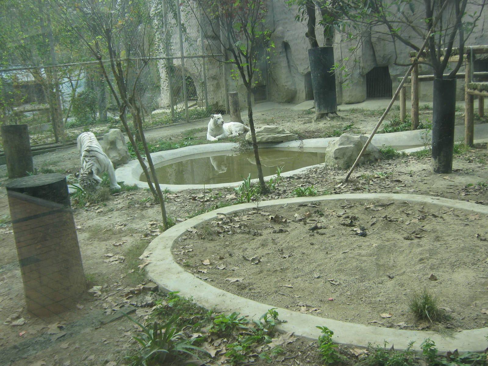 white tiger enclosure