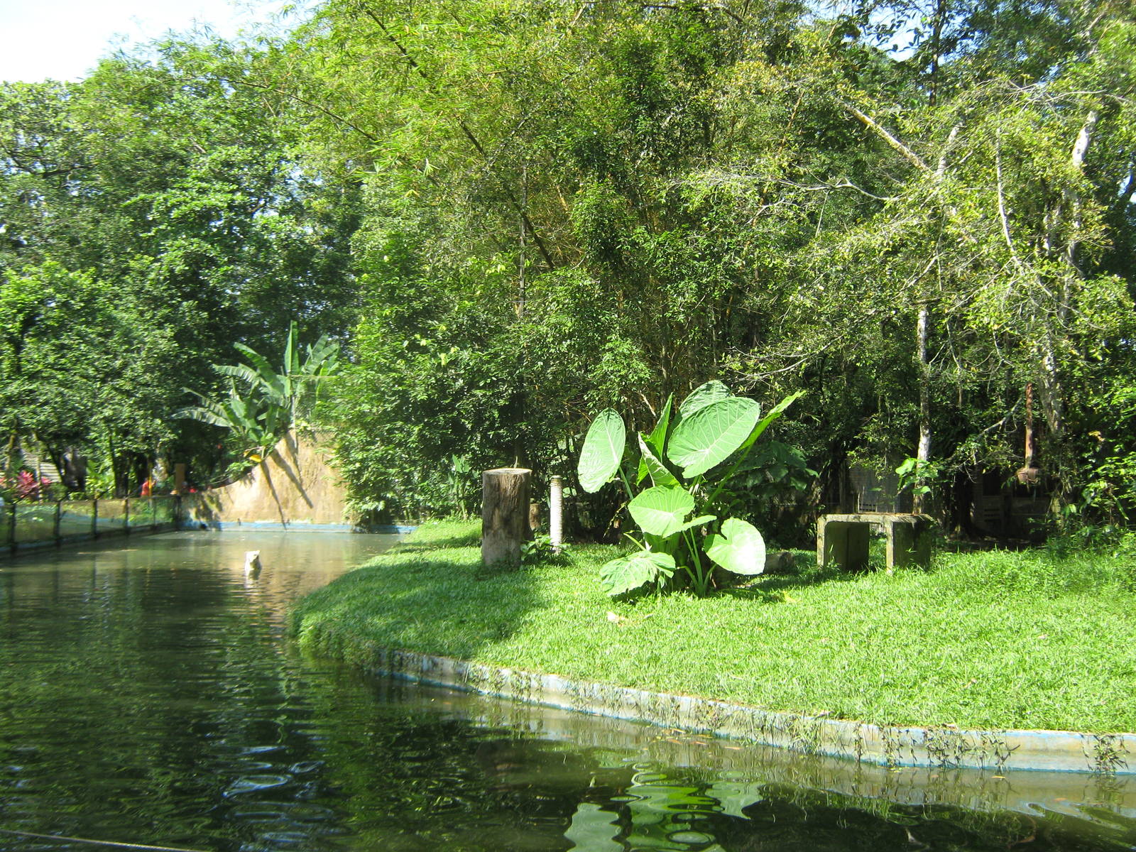 white tiger enclosure