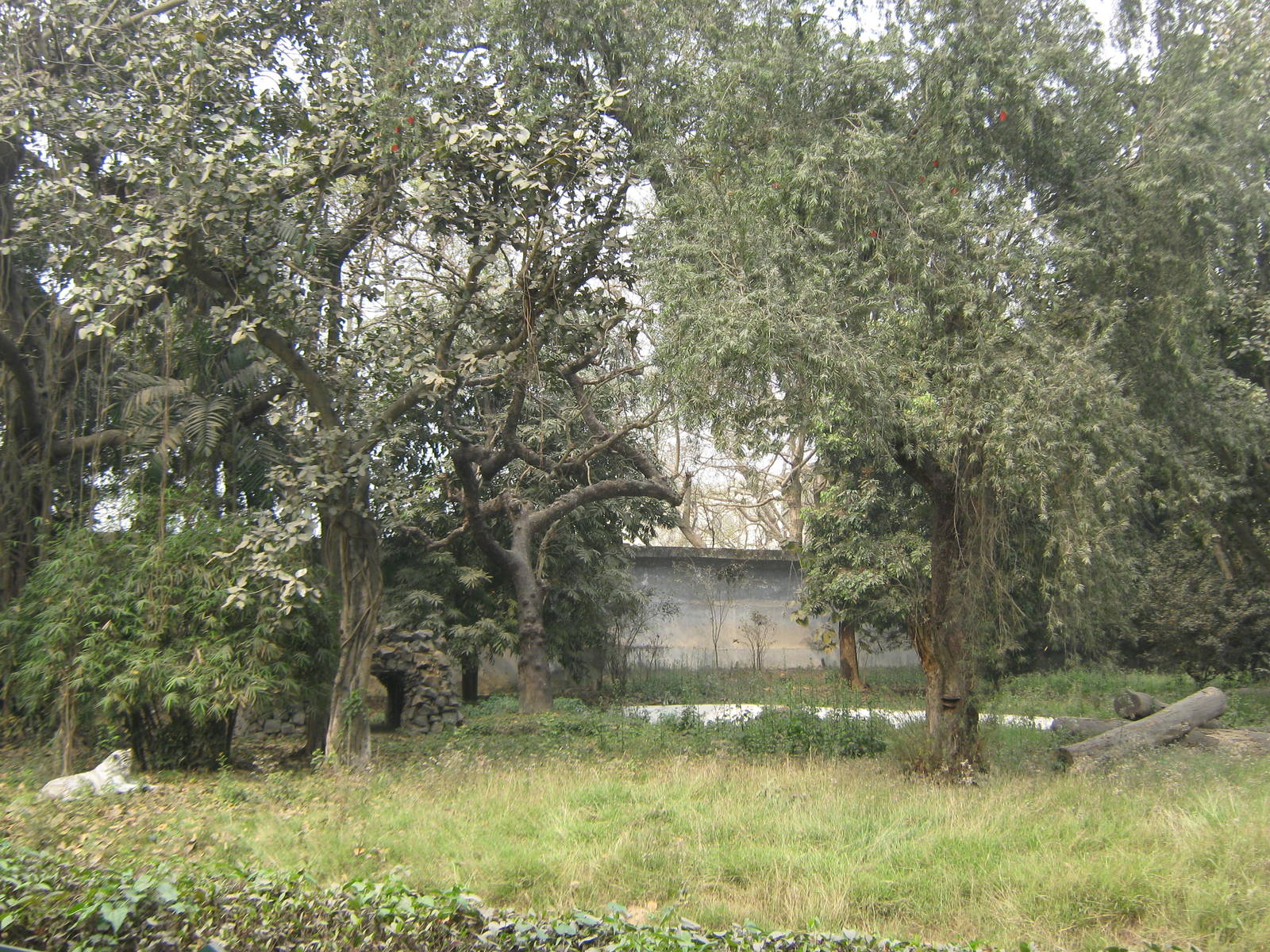 white tiger enclosure