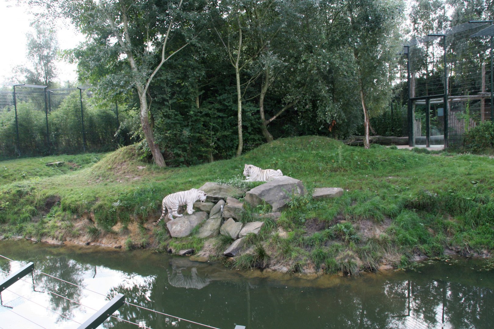 White tiger enclosure