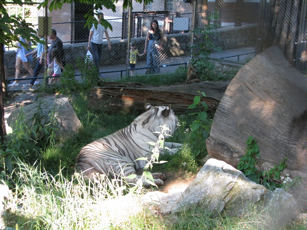 White Tiger Enclosure