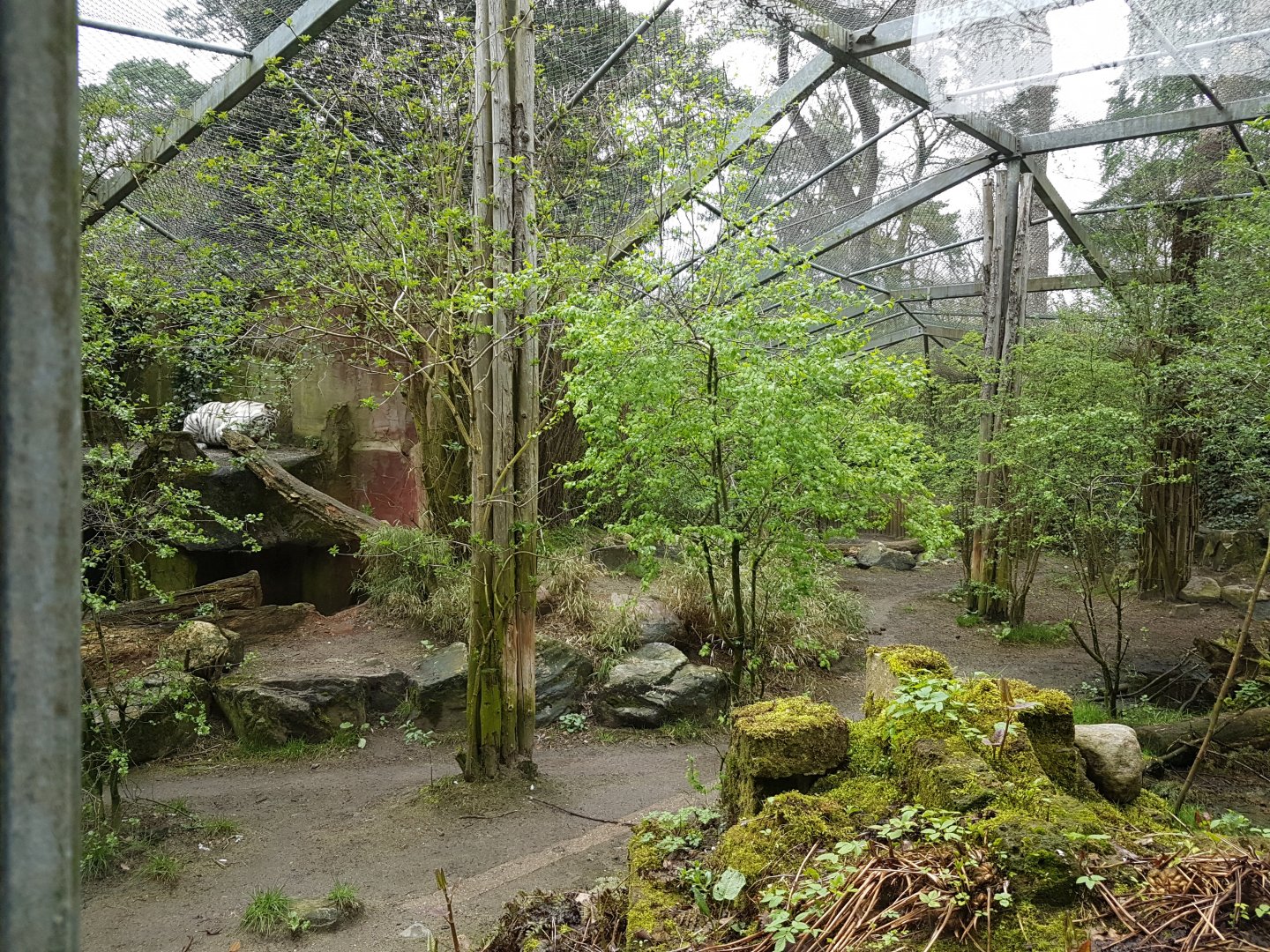 White tiger-enclosure