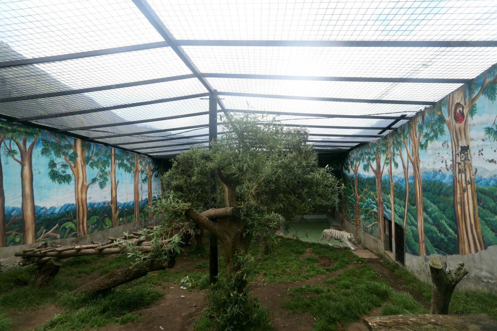 White tiger enclosure