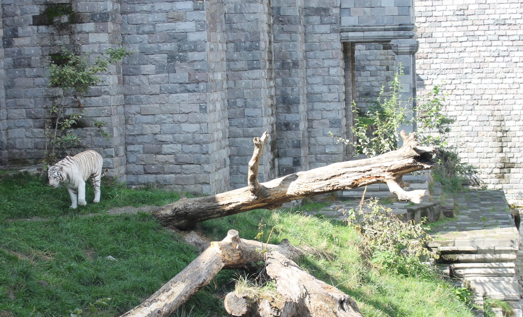 White tiger enclosure