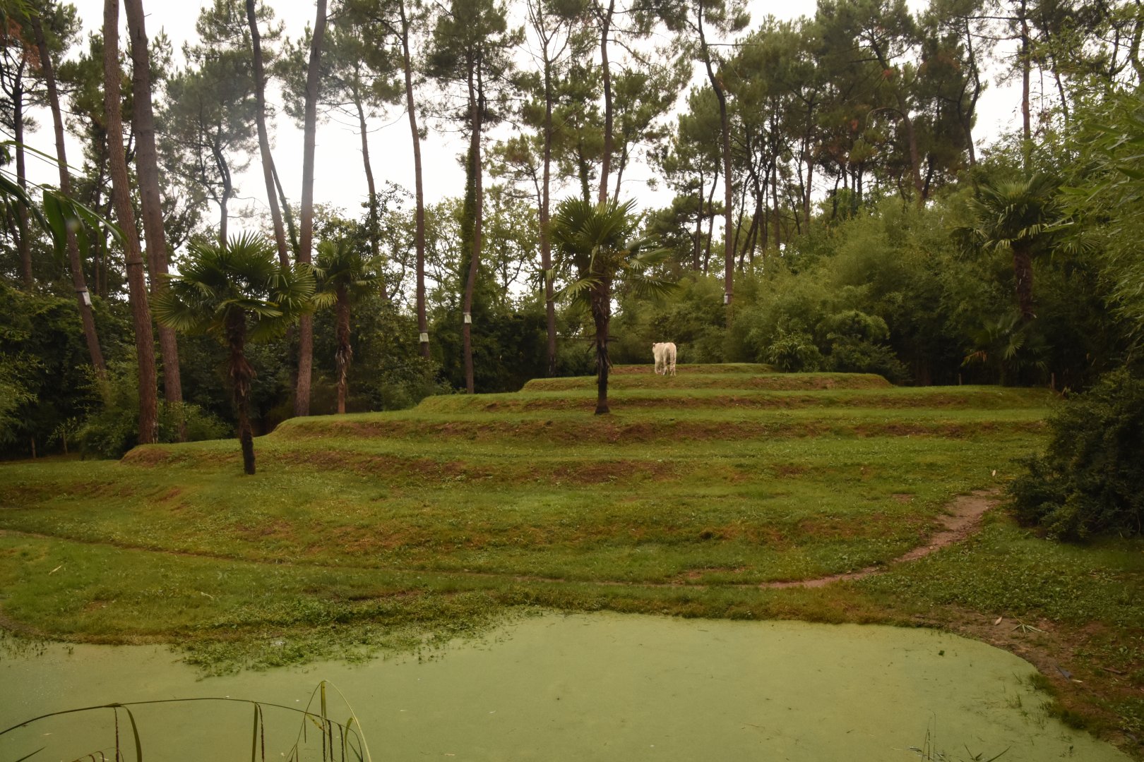 White Tiger enclosure