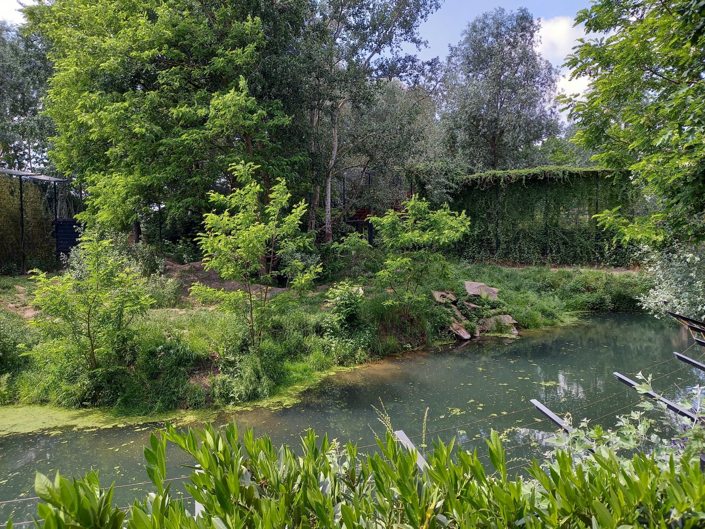 White tiger enclosure