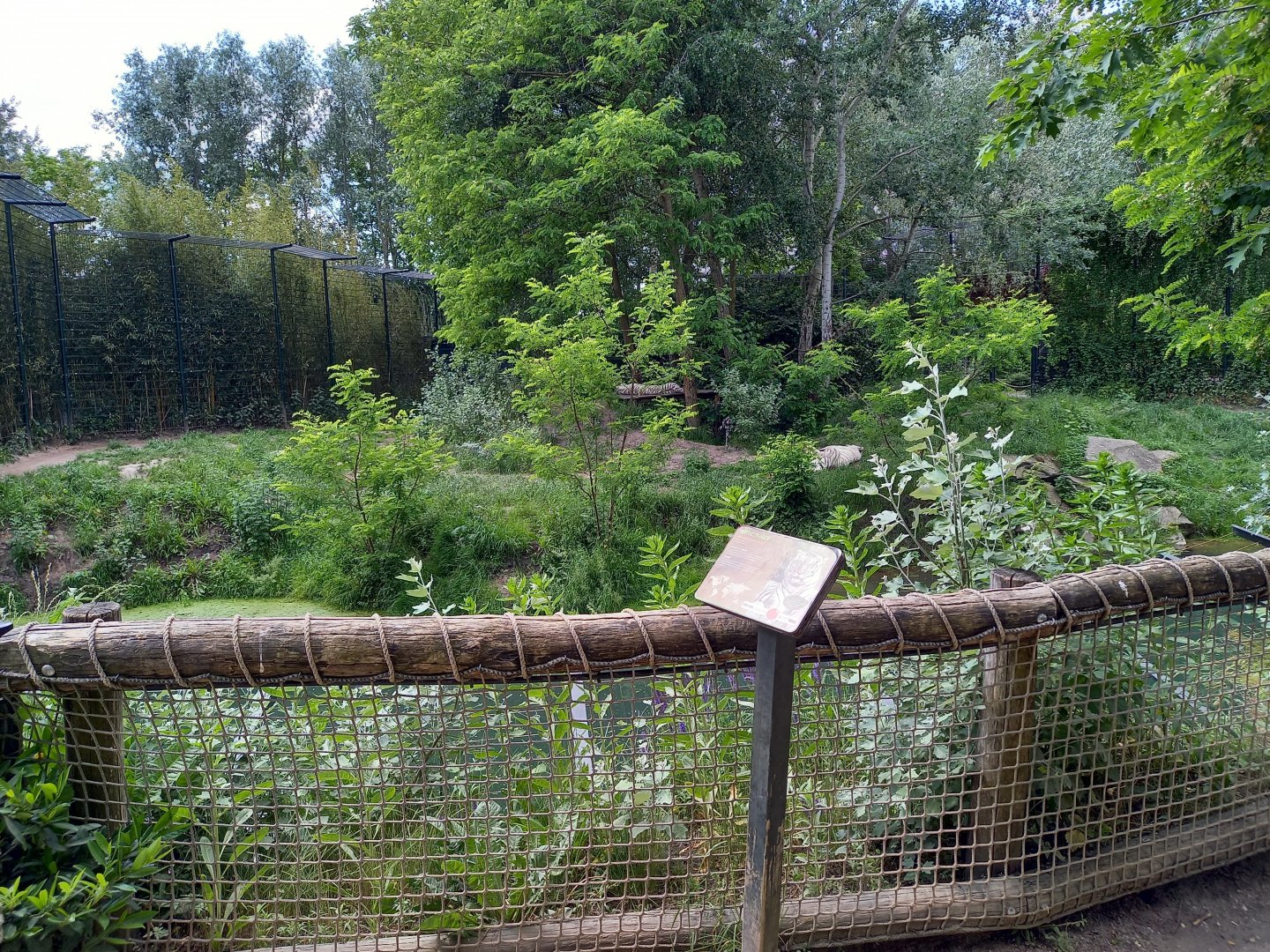 White tiger enclosure