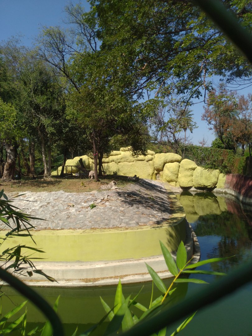 White tiger enclosure