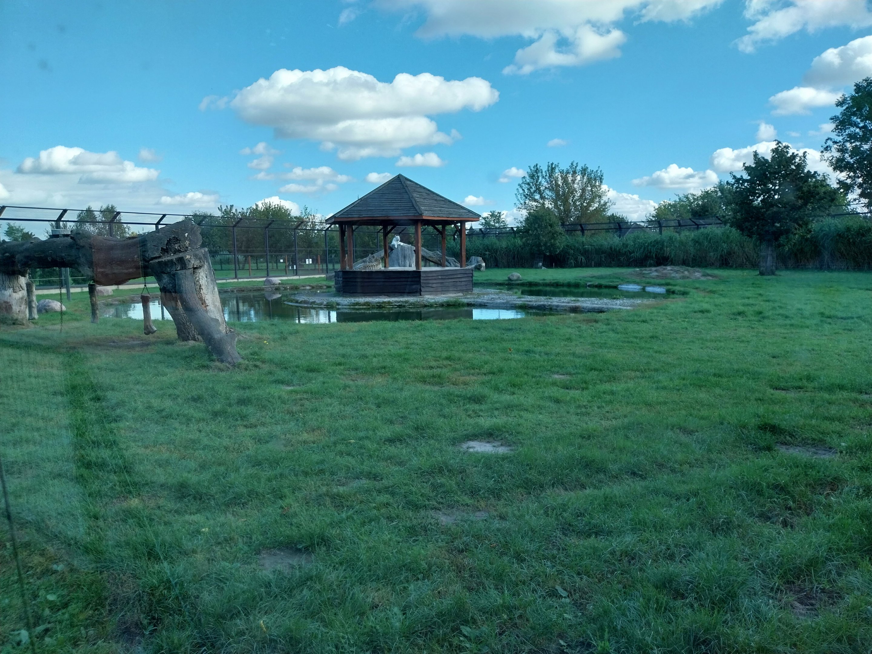 White tiger enclosure
