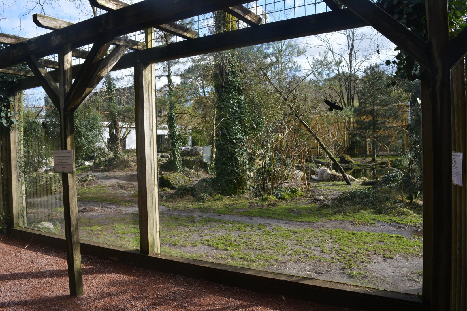 White tiger enclosure