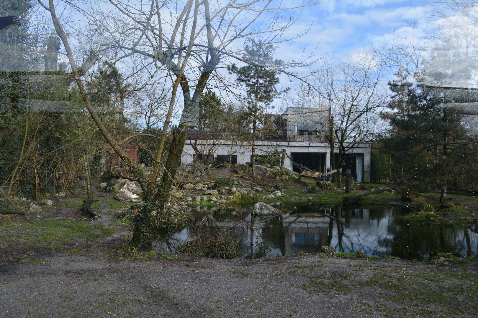 White tiger enclosure